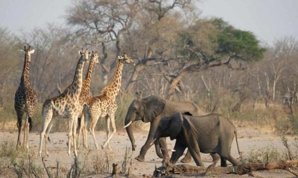 Zimbabwe & Botswana