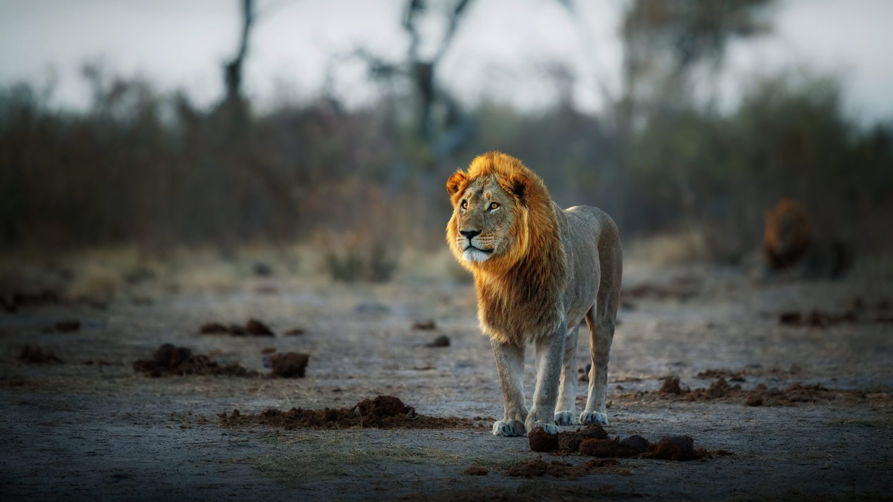 Cape Town – Kruger Experience